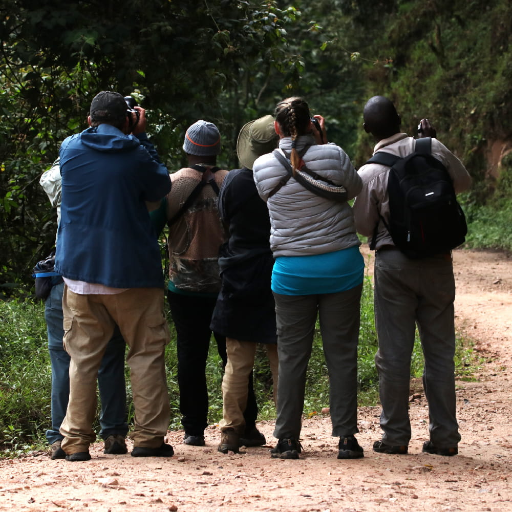 People birding in Bwindi Impenetrable NP