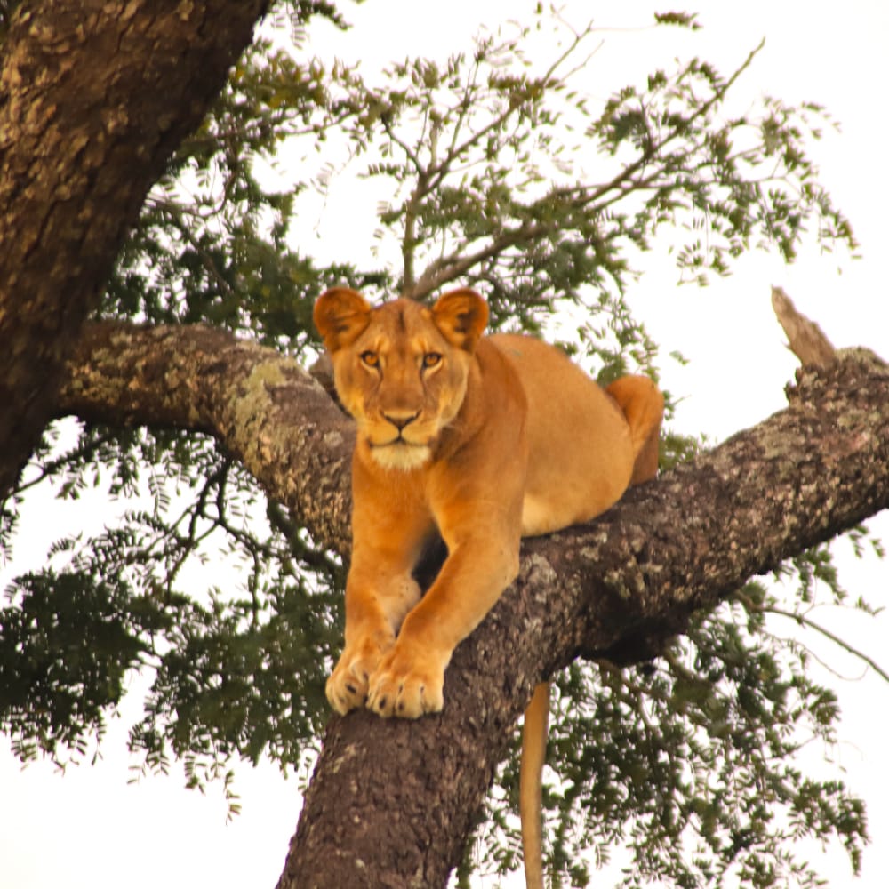 Tree-climbing lion in Ishasha valley 