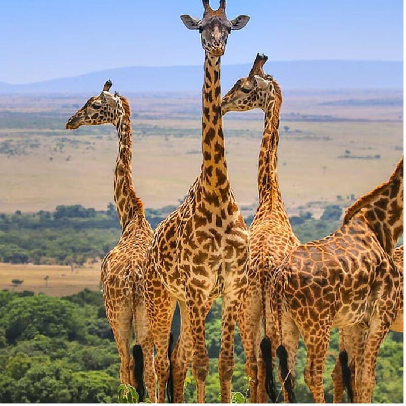 Masai Mara National Reserve