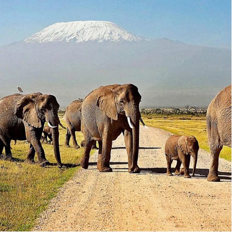  Amboseli National Park