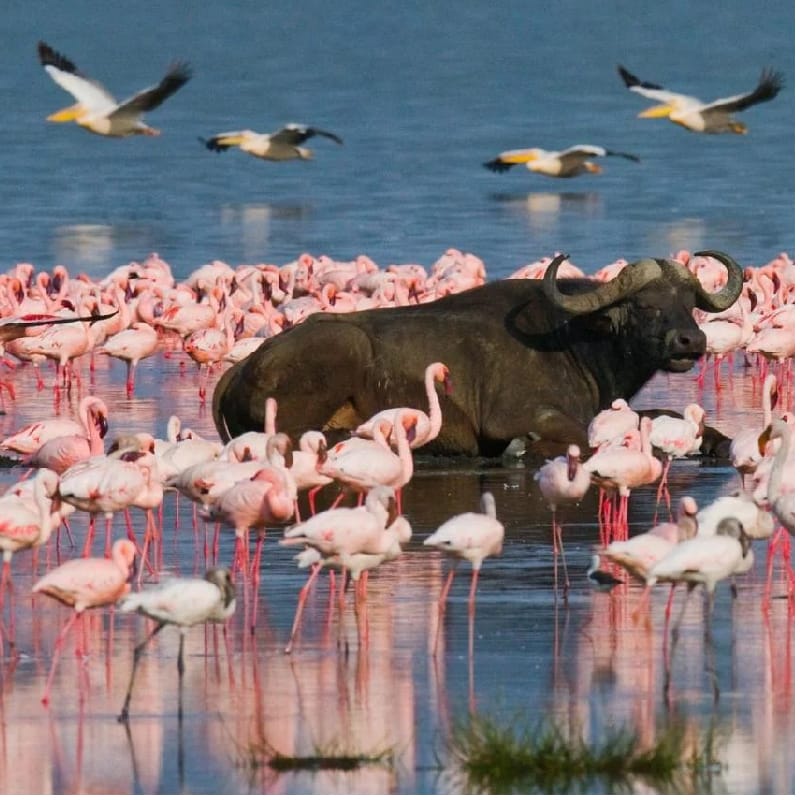 Lake Nakuru National Park