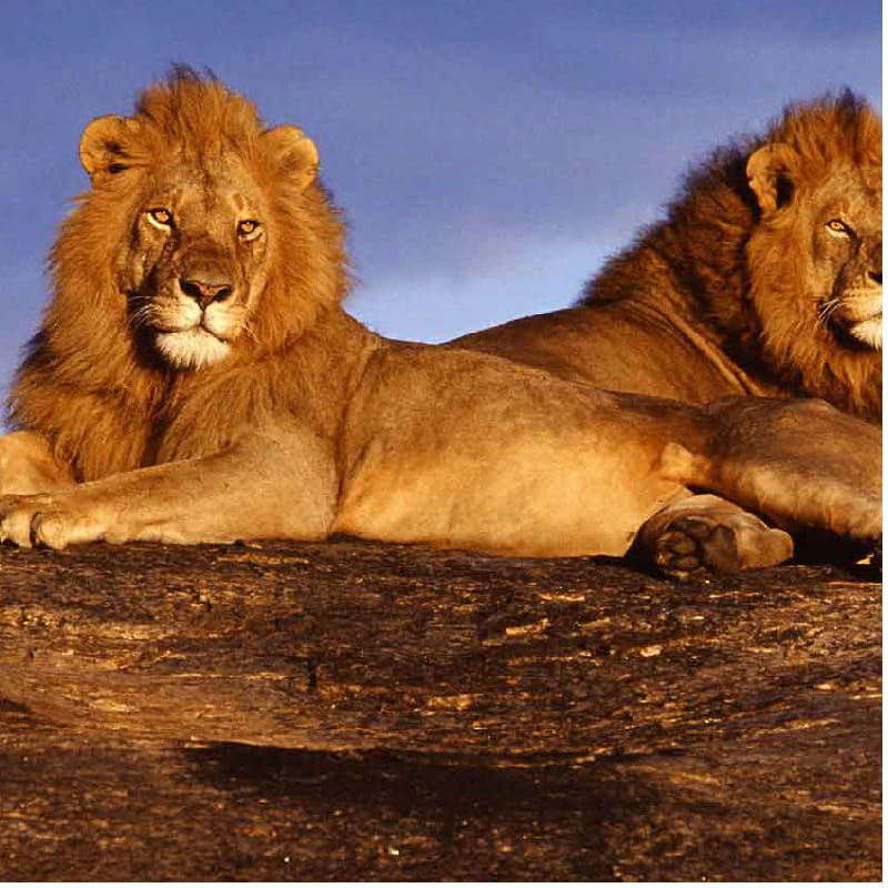 Tsavo National Park