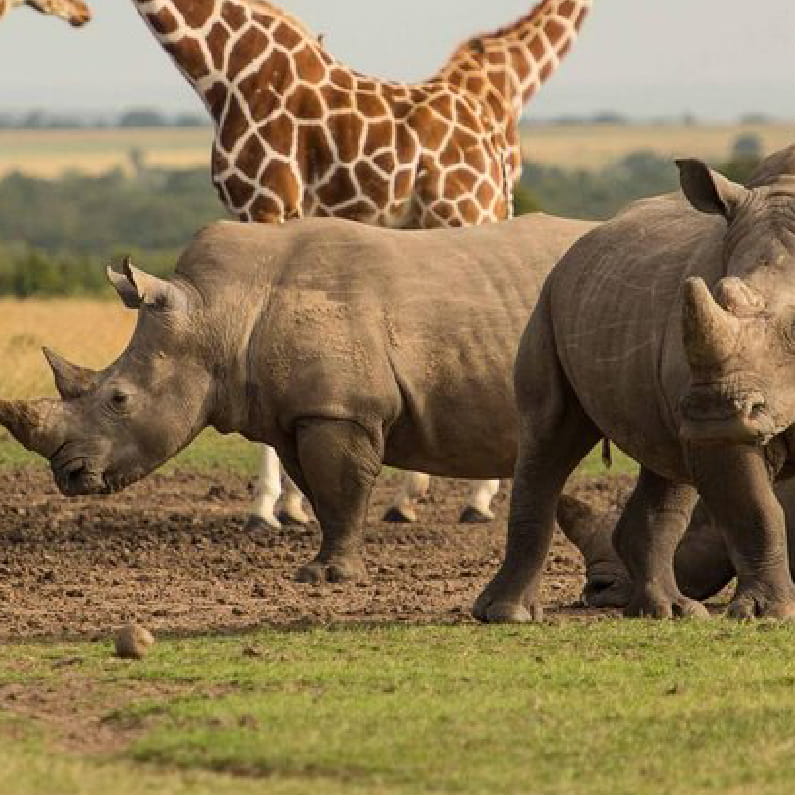 Ol Pejeta Conservancy
