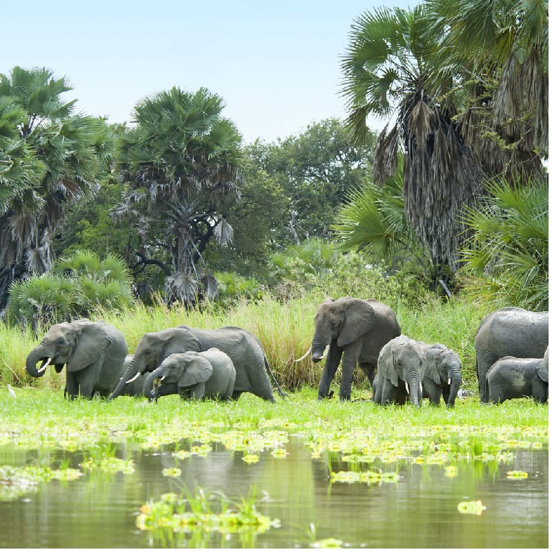 Selous Game Reserve