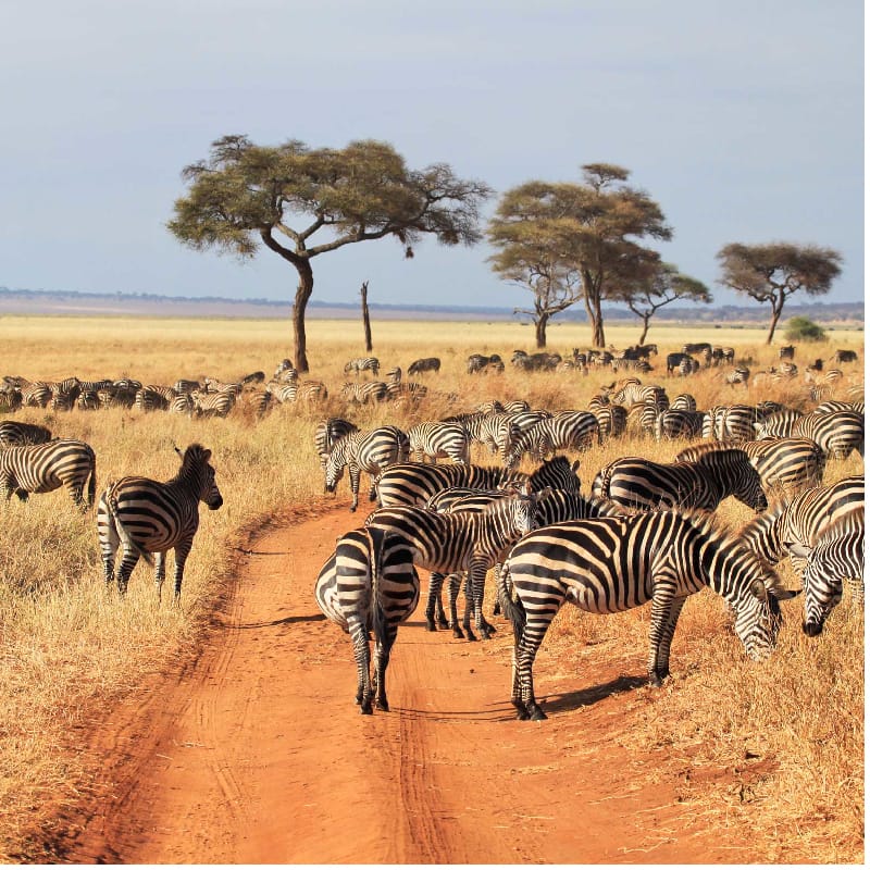Tarangire National Park 