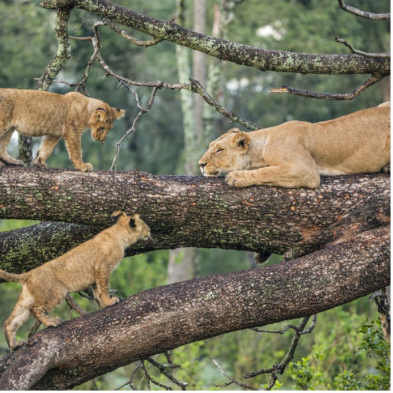  Lake Manyara National Park