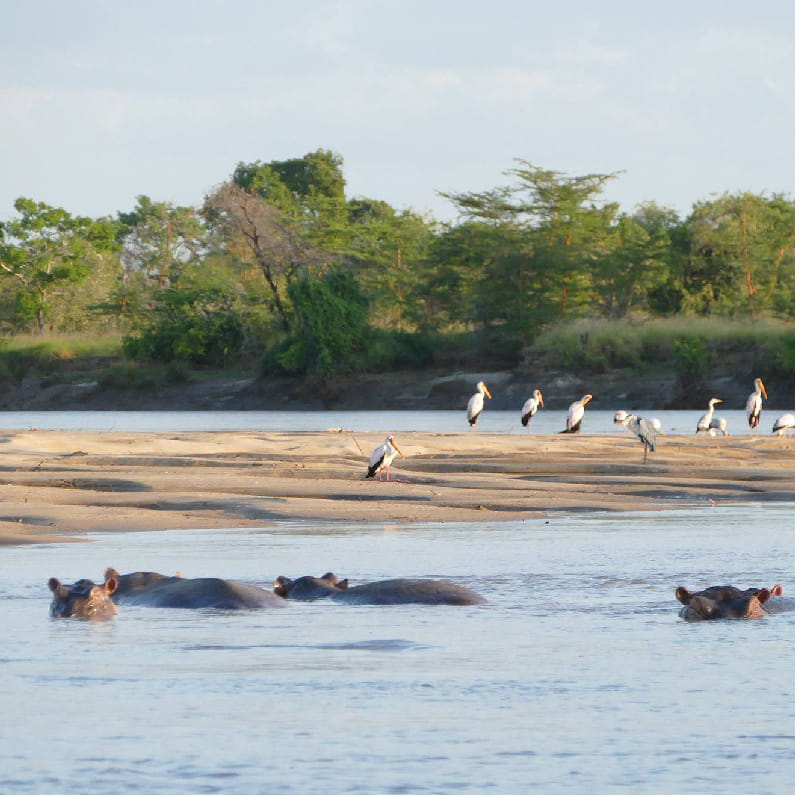 Saadani National Park