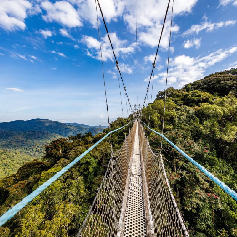 Nyungwe Forest National Park