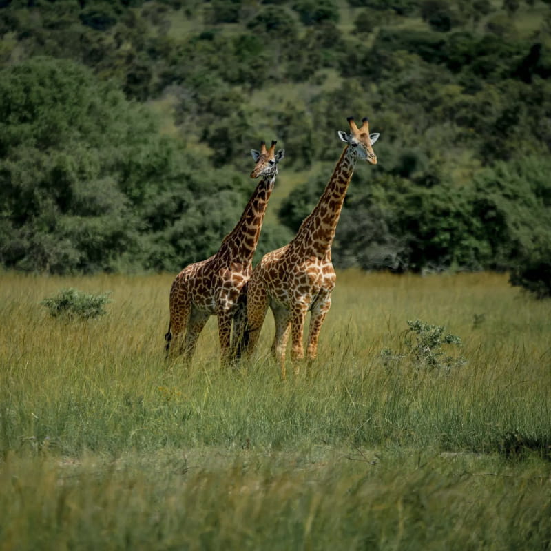 Giraffes in Akagera National Park