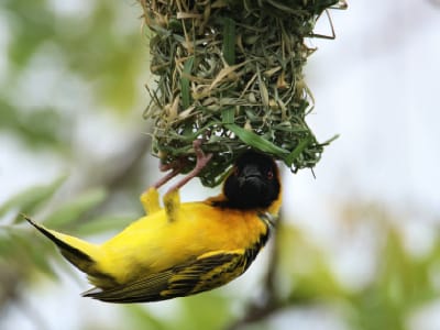 Village Weaver nesting in Queen elizabeth NP