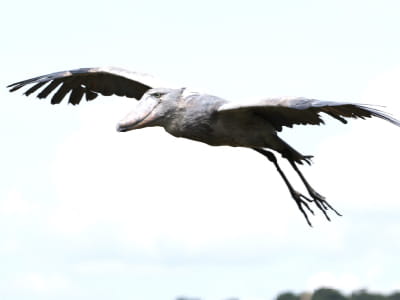Shoebill in flight in Murchison falls National Park 