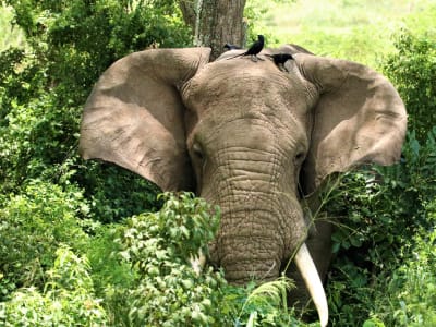 African Elephant in Ishasha valley