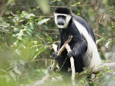 Black and white colobus monkey at Bigodi wetland